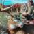 WHITETAIL TROPHY HUNTS 3 thumbnail