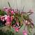 Christmas Cactus flower plant 2 thumbnail