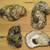 OYster  And  CLam shells  for  Crafts 2 thumbnail