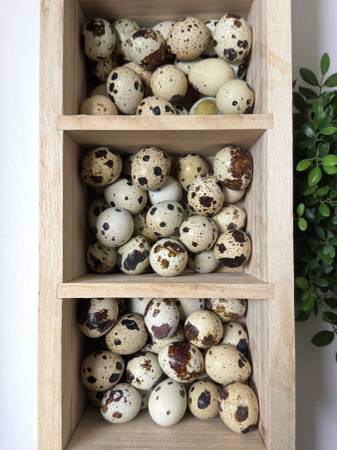 Quail eggs 1