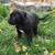 Cane Corso 3 thumbnail