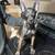 MALINOIS X DUTCH SHEPARD PUPS 2 thumbnail