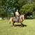 Horse and Buggy 5 thumbnail