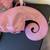 New Small Pottery Barn Kids Sparkle Seahorse 3D Costume 2T-3T Playful 5 thumbnail
