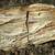 Petrified tree trunk 1 thumbnail