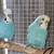 Proven Budgies Pair – Dark Blue Male Parakeet + Yellow-Faced Blue female Parak 1 thumbnail