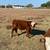 Miniature Hereford Bull 3 thumbnail