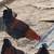 Roosters for sale 4 thumbnail