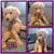F1ab Goldendoodles puppies 3 thumbnail