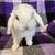 Purebred Holland lop bunny 4 thumbnail