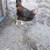 Roosters 2 thumbnail