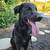 Rehoming a Sweet Lab/Malinois Mix – 3 Y/O Male 1 thumbnail