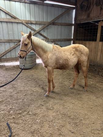 2025 AQHA filly 1
