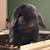 Bunny rabbit 1 thumbnail