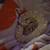 Banana ball python 3 thumbnail