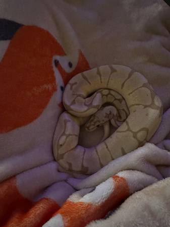 Banana ball python (Lowell)63844234650369122