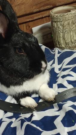My BunBun63970072461314121