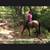 Roan Mare Gorgeous Sweet Gentle Broke for ANY rider 9 thumbnail