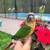 Tamed DNA Lovebirds & Green Cheek Conures 6 thumbnail