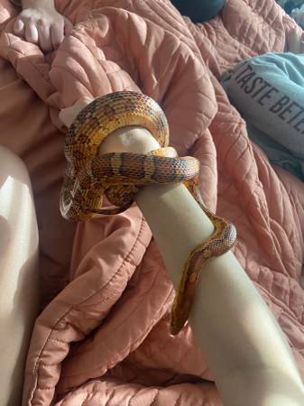 Serpiente de maíz de 4 años (Houston)63859315890433121