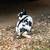 Free FRIENDLY Rabbit (Rex?) 1 thumbnail