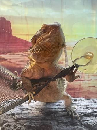Re-homing bearded dragon 1