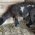 Doper/ polypay cross ewe 1 thumbnail
