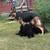 German sherpherd puppies!! 2 thumbnail
