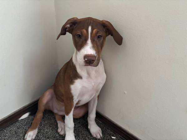 $100 American foxhound puppy63658636883969122