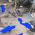 Guineas 2 thumbnail