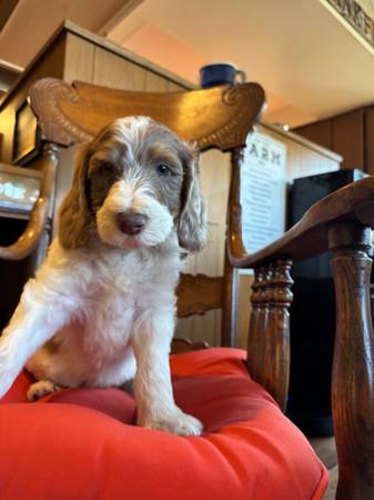 Bernedoodle, Doodle F1BB (marina / cow hollow)63658960781699121
