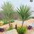 Rare Variegated Yuccas 1 thumbnail
