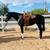 Mares for Sale or Lease on private small facility 2 thumbnail