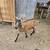 Have to 2 goats for rehome 2 thumbnail