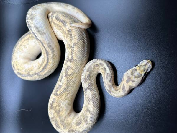 Male Freeway Pastel Spider 1