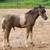 Pinto Pony Foal will be good riding size 2 thumbnail