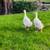 Female geese 3 thumbnail