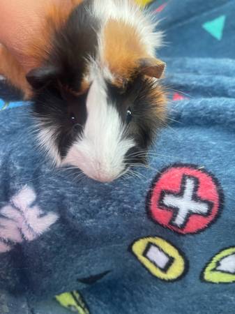 Guinea Pig 1