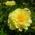 BARTZELLA INTERSECTIONAL PEONY - DEER RESISTANT 1 thumbnail