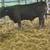 Angus bred cattle 7 thumbnail