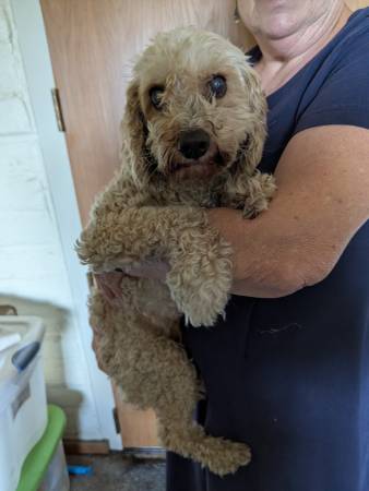 Found poodle mix or some sort of doodle (san jose east)64017885981826121