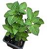 Holy basil 1