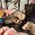 Ferrets and Stuff 4 thumbnail