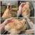 Silkies 5 thumbnail