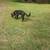 German Shepherd 2 thumbnail