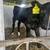 Black Angus Bottle Calves 4 thumbnail