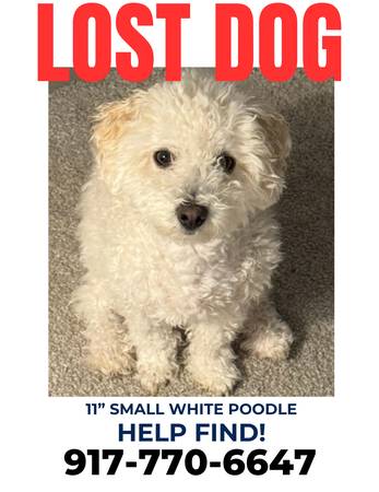 Lost poodle 1