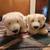 Polar Bear Stuffed Animals 9 thumbnail