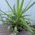 Yucca Plants 3 thumbnail
