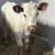 Mini Cow Calves Highland and Highpark 14 thumbnail